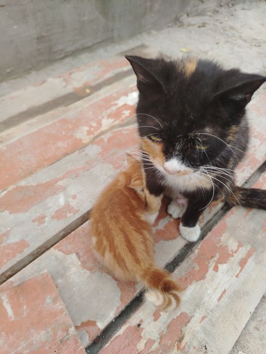 Mushuk bollari bor bepul