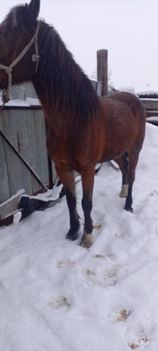 Ат сатылад, продается Конь