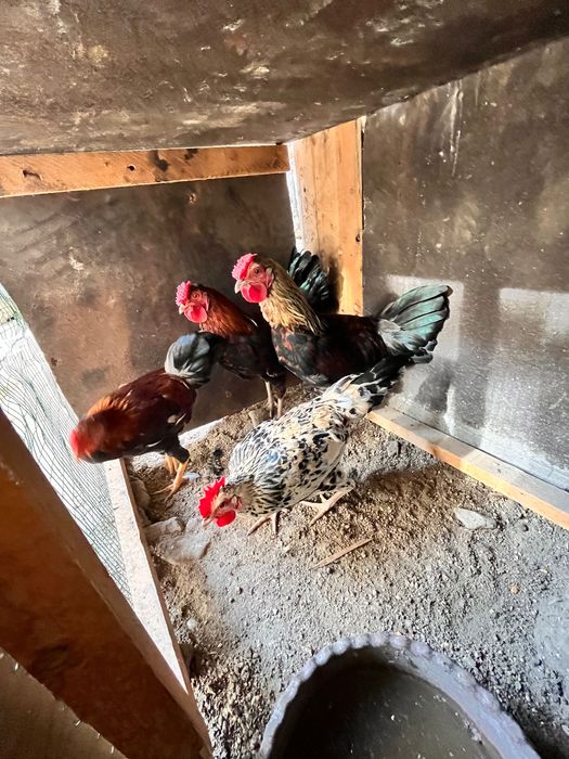 Хуроз домашний Петух