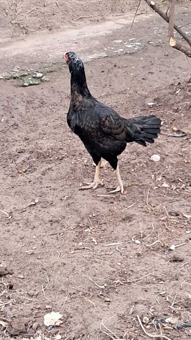 Dakan Makyon 1 tulak