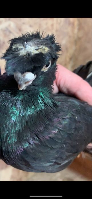 Голуби вольерные