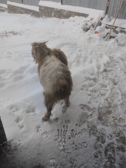 Продам серке ,зааненская теке