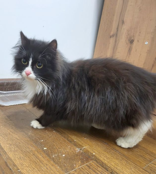 Джентльмен в чёрном фраке