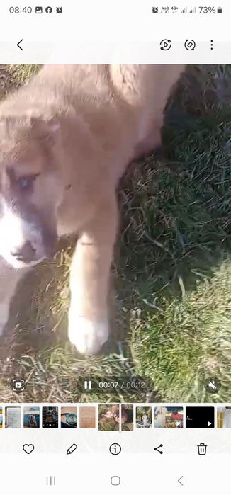 7 месячный шенок