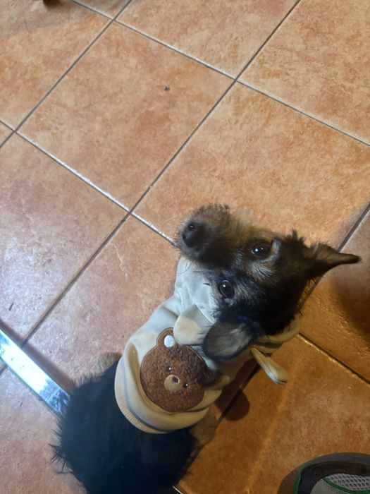 donez doua cateluse talie mica