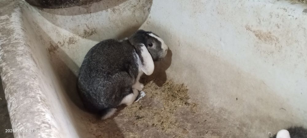 Qoʻy quyon sotiladi