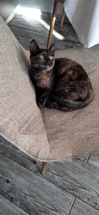 Котка за осиновяване