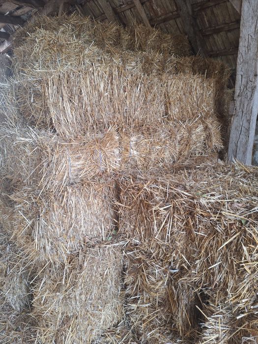 Vând triticale și paie de grâu.