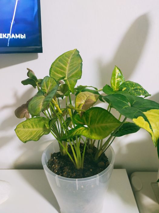 Сингониум гүлдері сатылады