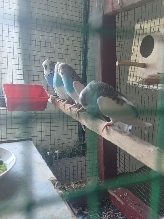 Папугайлар сатилади или обмен