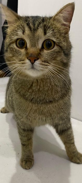 Ласковый и добрый котик