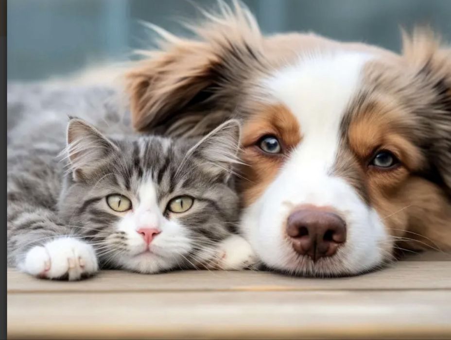 Servicii Funerare animale de companie.