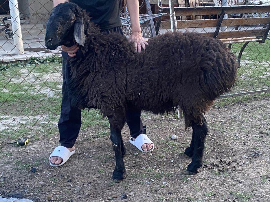 Пародистый қошқар ұрықтыққа