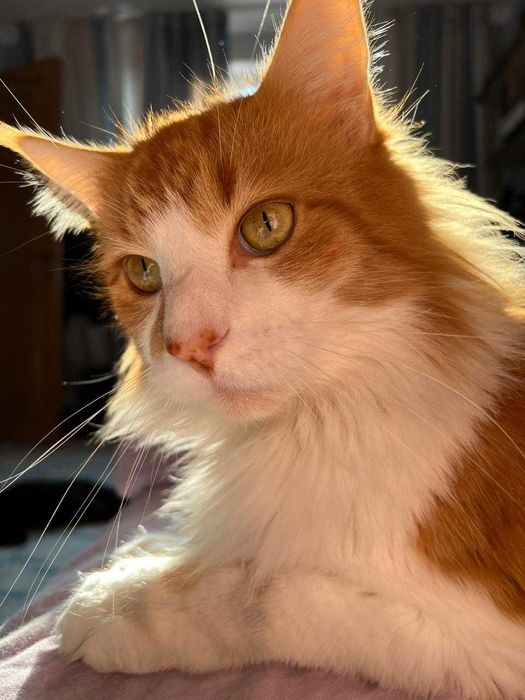 Пропал кот породы мейнкун