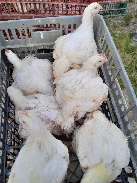 Ofer spre vanzare pui alb si rasa mixta