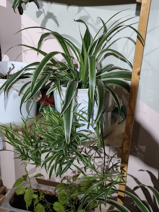 Комнатные цветы( 1.5 года)