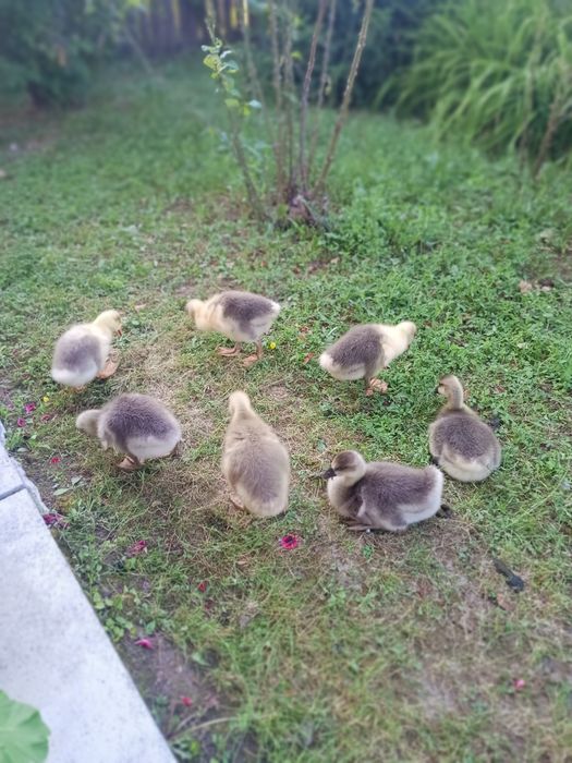 Boboci de gâscă, vârstă 2 saptamâni