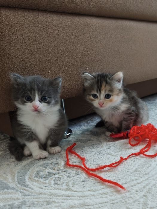 КОТЯТА 1 месяц беспплатно