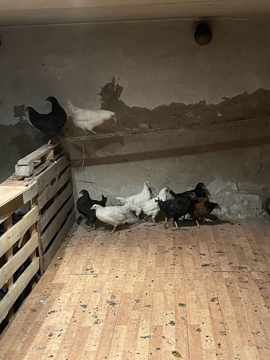 Продам кур несушек