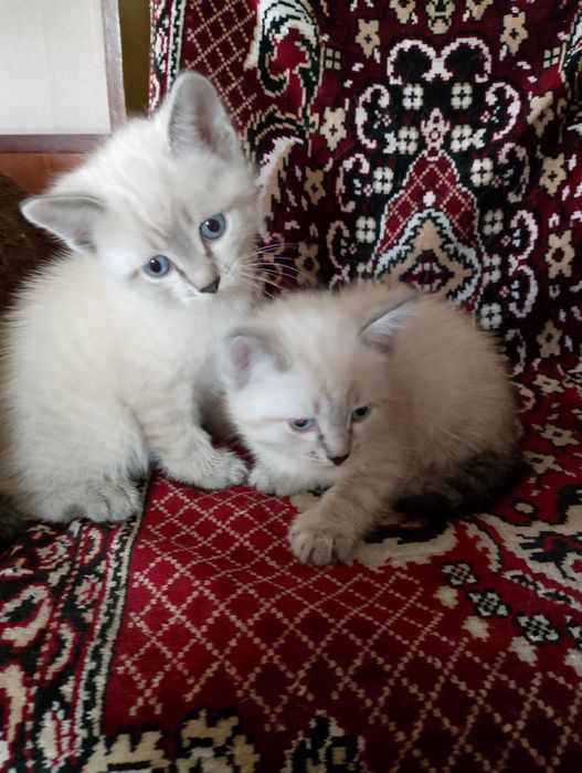 Котята  домашние