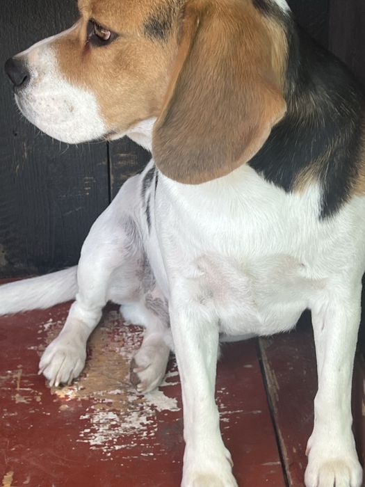 mascul beagle 2 ani