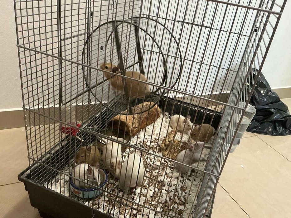 Veverițe degu jucăușe