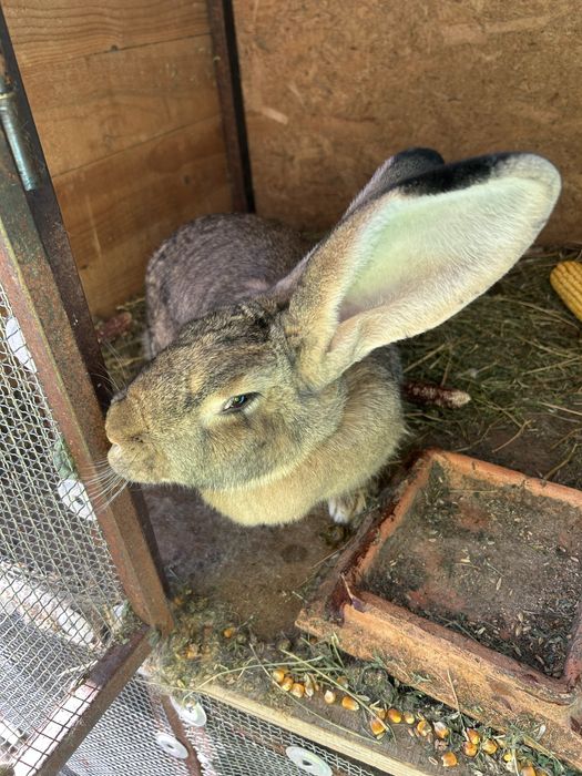 Iepuri uriasi german