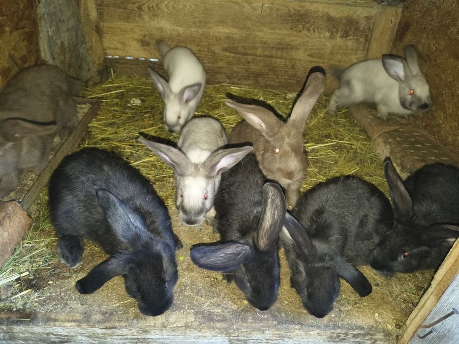 Iepuri de vânzare
