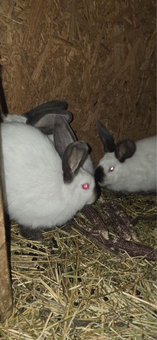 Vand iepuri urias de transilvania