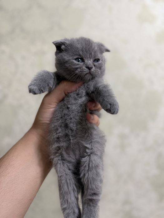 Tozza zotlik mushukchalar