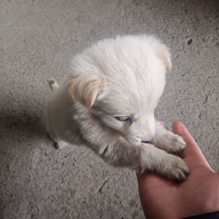 Продам  щенка в хорошие руки