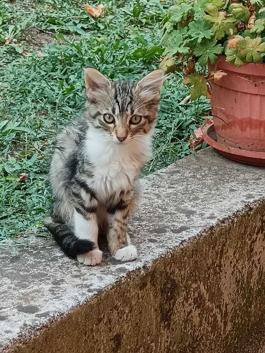 Подарявам котета