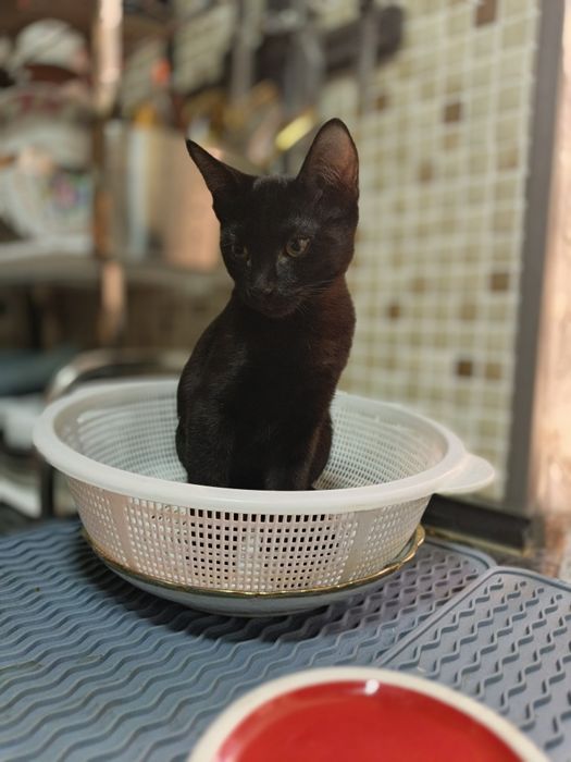 Отдам в хорошие руки котика.