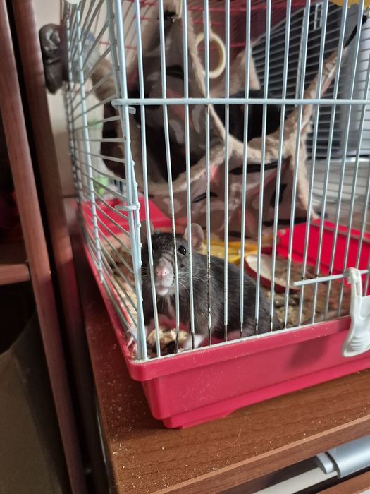 Продам 2х крысок!