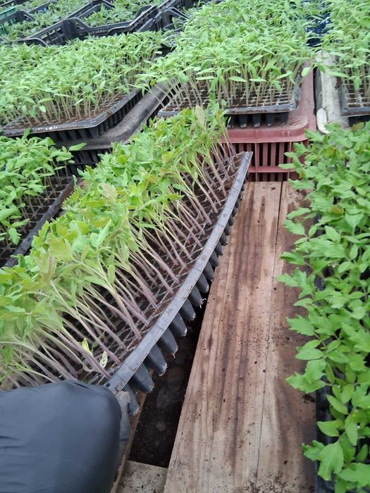 Разсад домати за пикиране