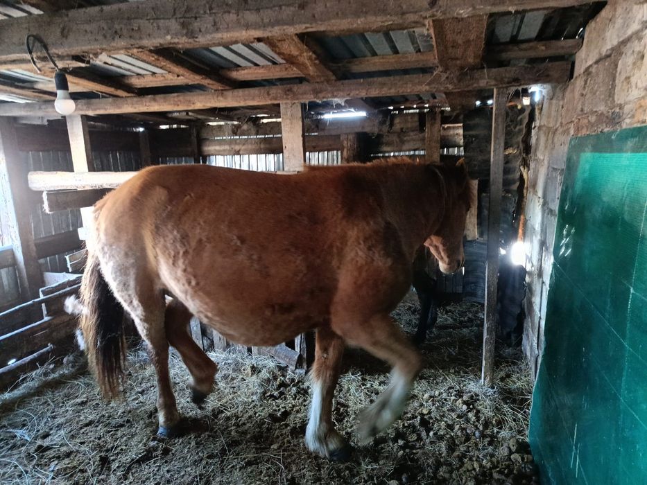 Кулынды Бие сатылады