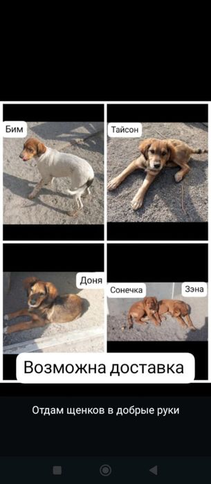 Отдам щенков даром