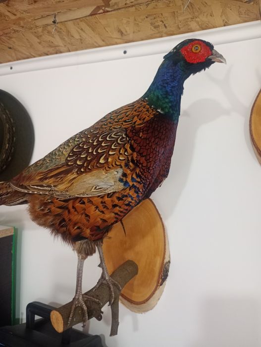 Fazan inpăiat ,naturalizat.