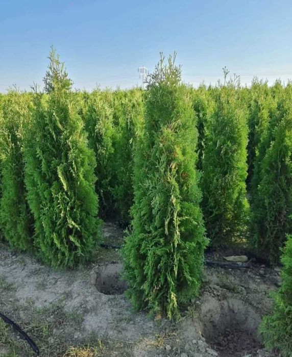 Tuia leylandi chiparos