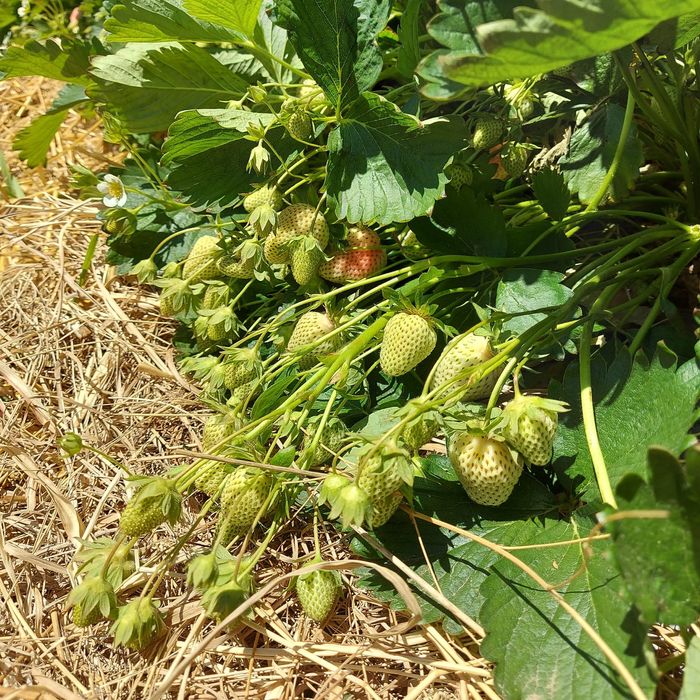 Stoloni căpșuni soiuri remontante Albion dar și diverse soiuri unifere