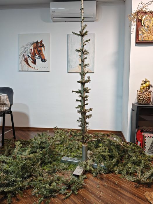 Brad friendly - Avangardist de super sezon