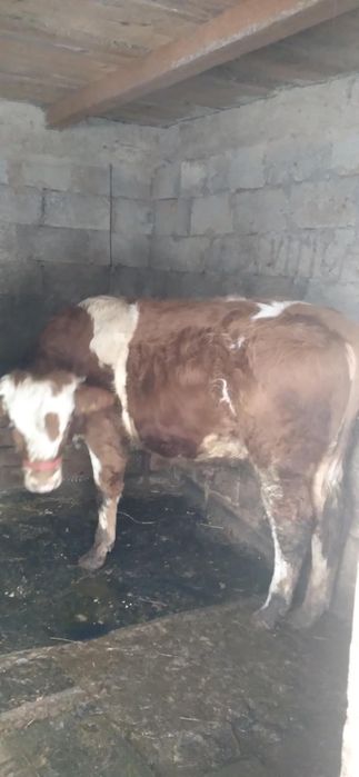 Vițel de vânzare mai multe detalii an privat