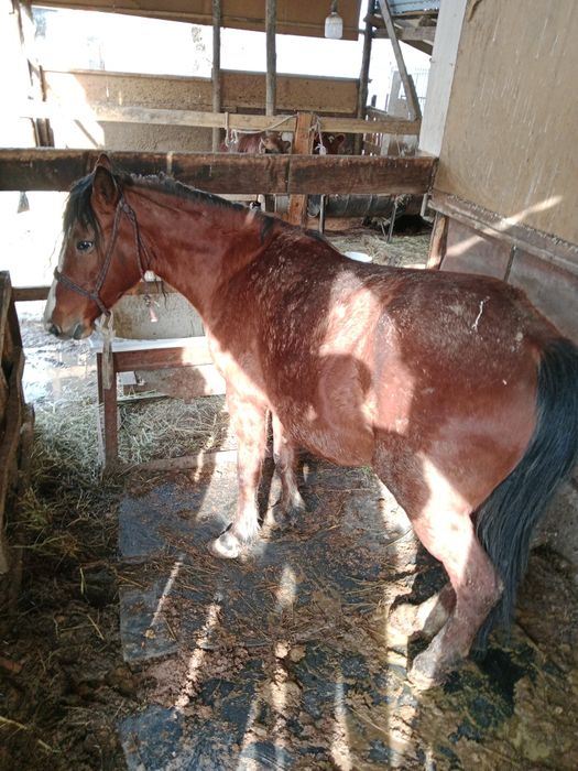 Бие буаз 3 ши тума