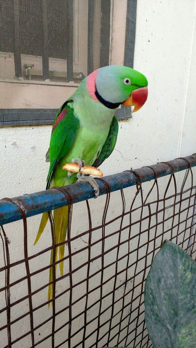 Alexander zotli qush sotiladi