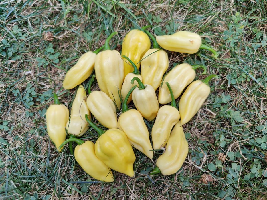 Seminte ardei iute Aji, habanero, carolina, sugar rush etc.