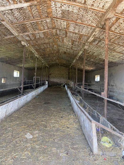 Sirdaryo shahar Uzbekiston kalhozida (Boston) 4 gektar ferma