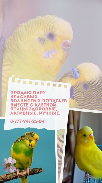 Продам двух волнистых попугаев вместе с клеткой .