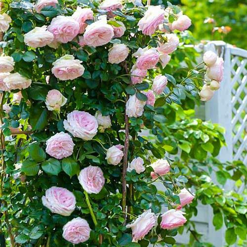 Trandafir  Catarator ' Toscana  soi Pierre Ronsard ( 2 .40 m  )