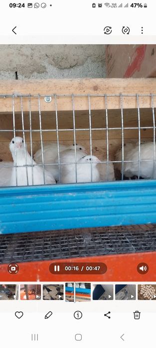 Инкубационный яйца