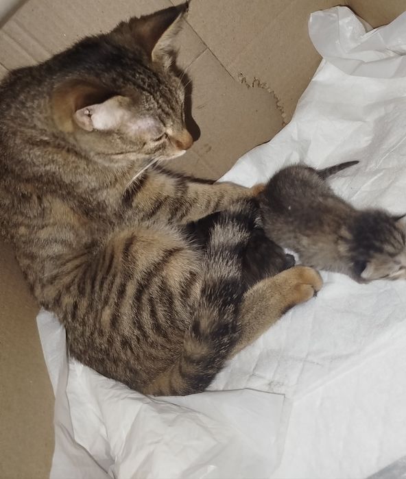 Mushuk bolalari bn beriladi